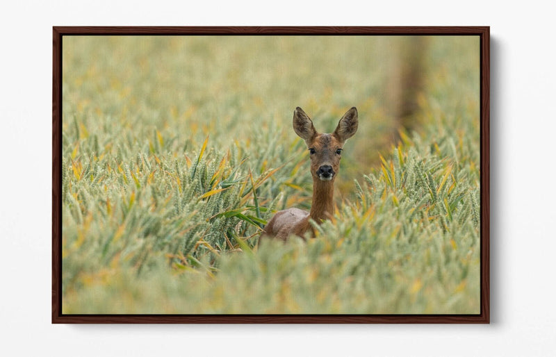 Deer Canvas Wall Art - Wildlife Canvas Print With Float Effect Frame