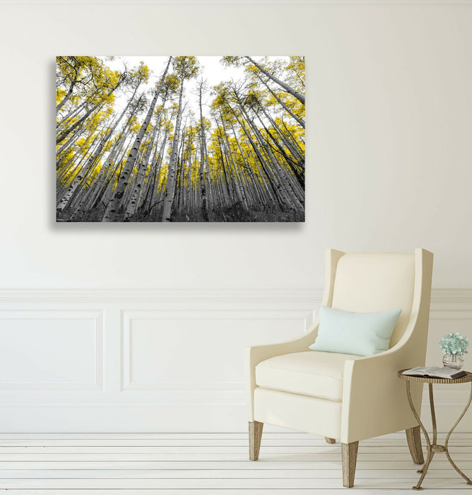 Canvas Wall Art - Aspen Trees With Yellow Leaves | Black White Tree Print 30mm Deep Frame