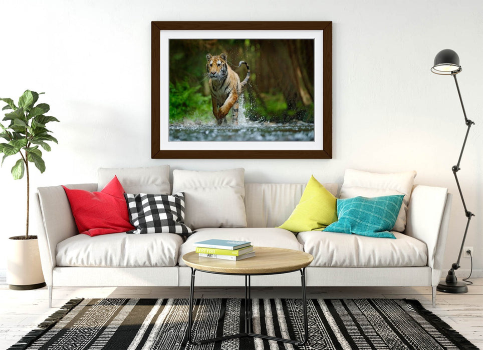 Tiger Running Wall Art – Framed Wildlife Photography Poster Print With Woodgrain Frame