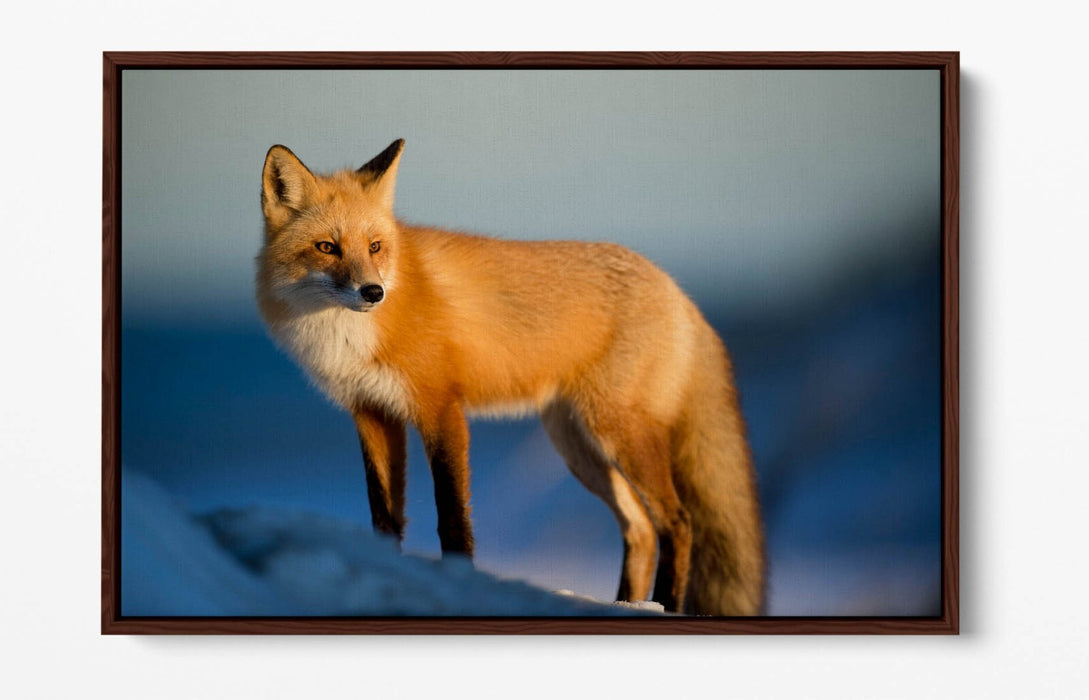 Fox Canvas Wall Art - Handmade Snow Landscape Print | Float Effect Canvas Frame