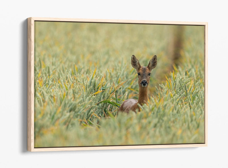 Deer Canvas Wall Art - Wildlife Canvas Print With Float Effect Frame