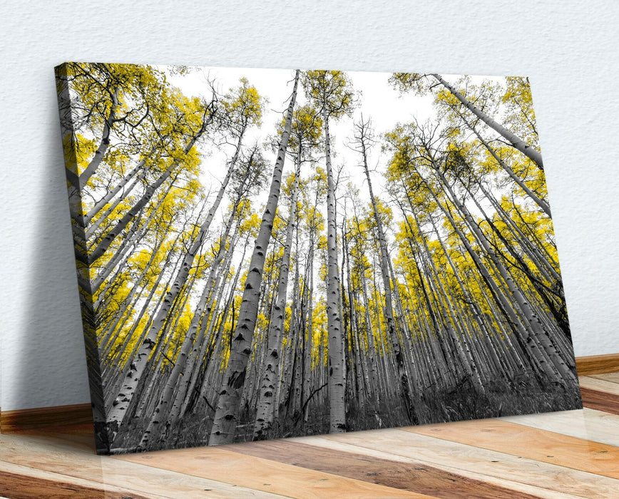 Canvas Wall Art - Aspen Trees With Yellow Leaves | Black White Tree Print 30mm Deep Frame
