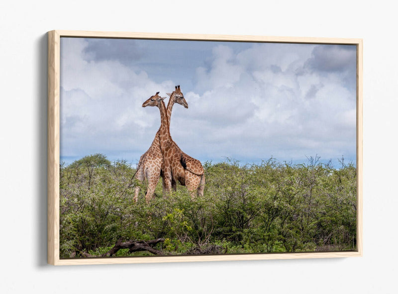 Canvas Wall Art - Giraffes In Love | Float Effect Animal Canvas Print, Ready To Hang