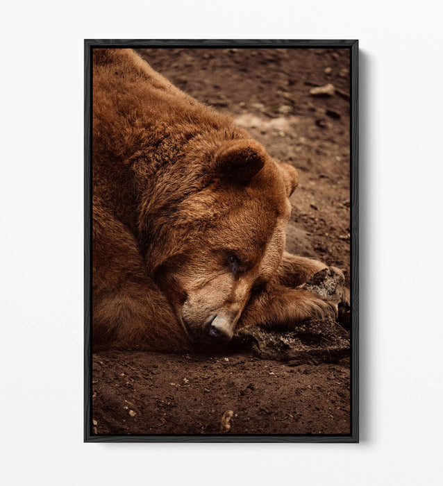 CLOSE-UP OF BROWN BEAR LAYING DOWN FLOAT EFFECT CANVAS WALL ART PRINT