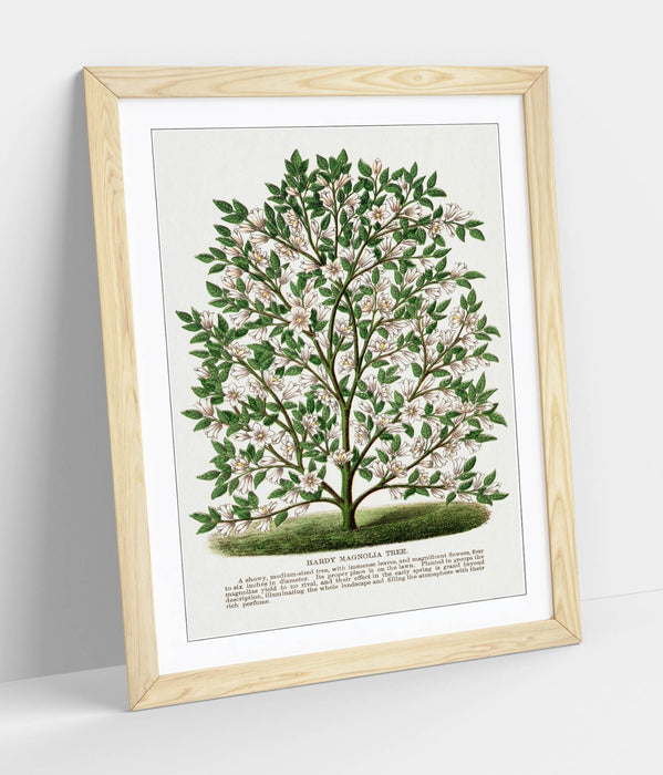 Magnolia Tree Wall Art – Framed Botanical Lithograph Print on Matte Paper