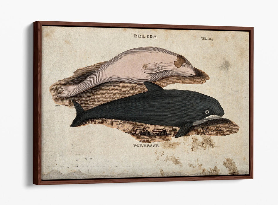 Beluga Whale Canvas Art - Float Effect Marine Animal Decor On Deep Frame