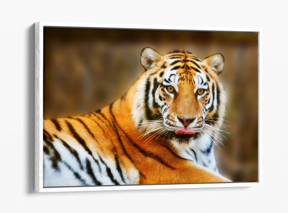 Funny Tiger Canvas Art - Tongue Out Tiger Print | Premium Float Effect Canvas Wall Art