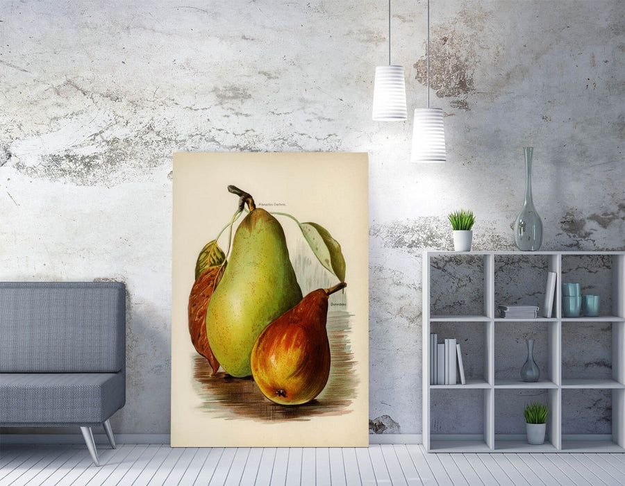 Canvas Wall Art - John Wright Vintage Illustration Pears | Handmade UK Artwork