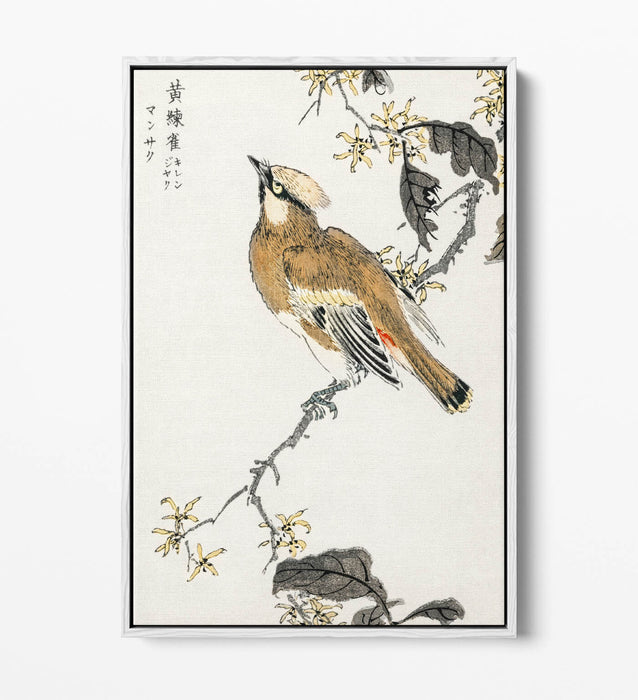 Canvas Wall Art - Numata Kashu Eastern Waxwing Float Effect Canvas Print