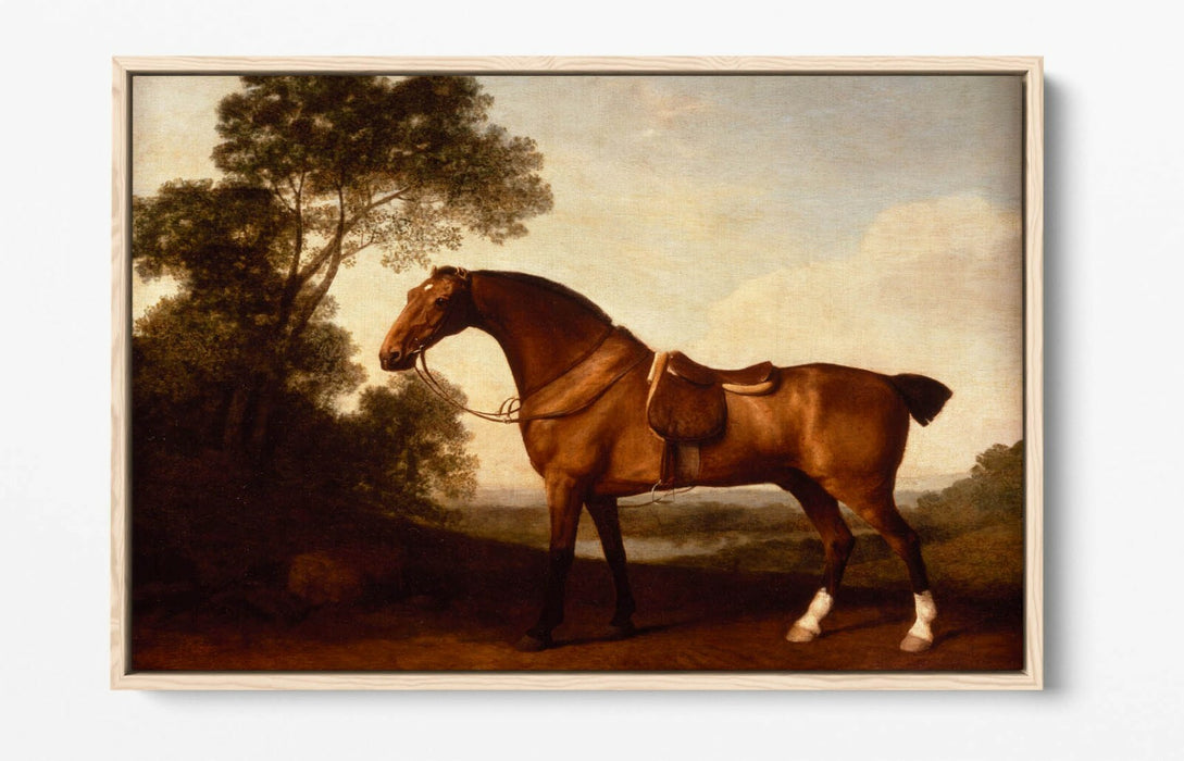 A SADDLED BAY HUNTER -FLOAT EFFECT CANVAS WALL ART PICTURE PRINT- HORSE PAINTING