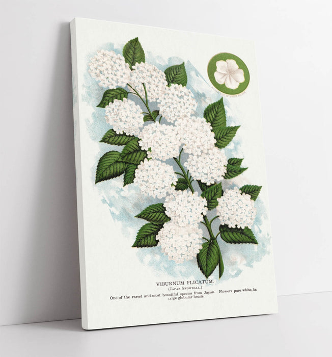 Japanese Snowball Flower Canvas Wall Art – Premium Floral Artwork Print