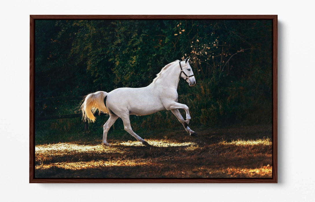 WHITE HORSE GALLOPING HOME BEDROOM DECOR FLOAT EFFECT CANVAS WALL ART PRINT
