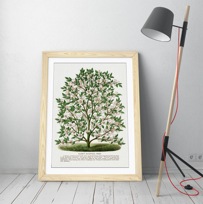 Magnolia Tree Wall Art – Framed Botanical Lithograph Print on Matte Paper
