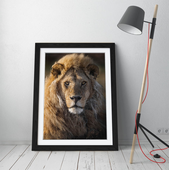 CLOSE-UP OF BEAUTIFUL LION HOME DECOR FRAMED WALL ART POSTER PRINT 4 SIZES
