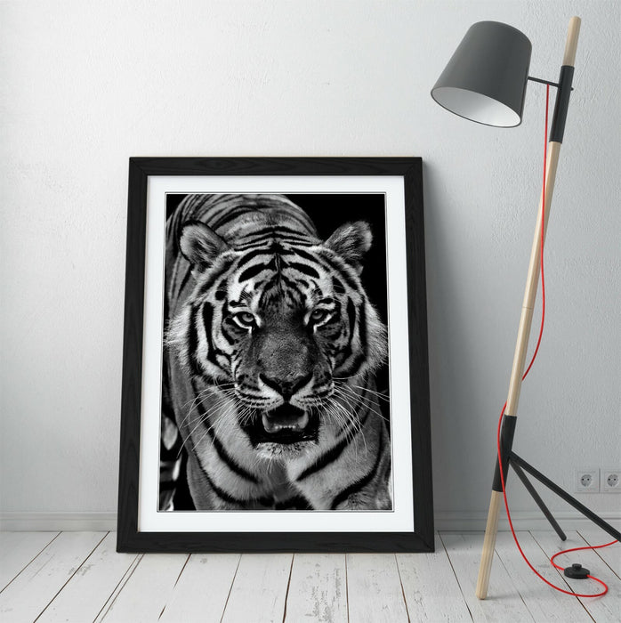 TIGER BLACK AND WHITE -FRAMED ART POSTER PAINTING PRINT 4 SIZES