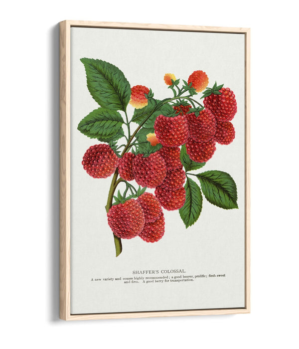 Canvas Wall Art - SHAFFER'S Colossal Raspberry Float Effect Canvas Print