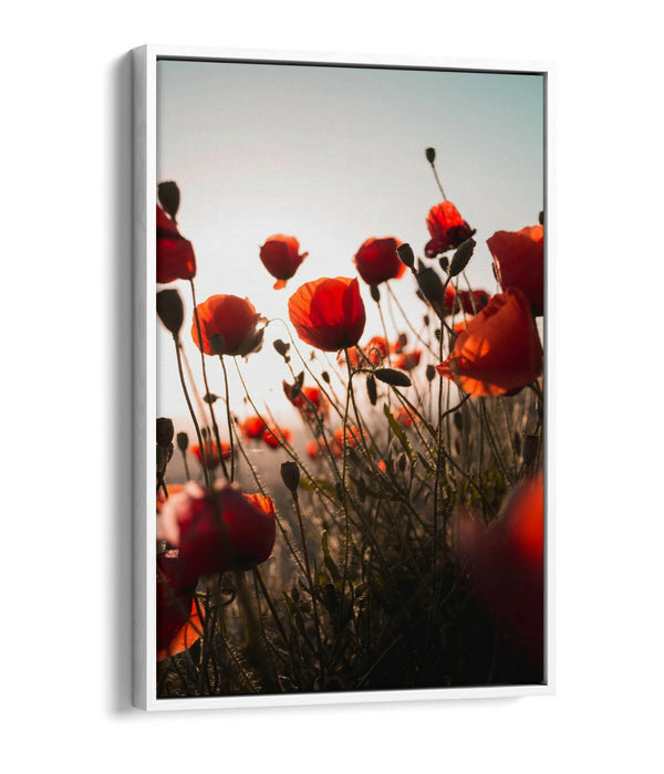 RED POPPIES FLOWER FIELD -FLOAT EFFECT CANVAS ART PRINT- PHOTOGRAPHY