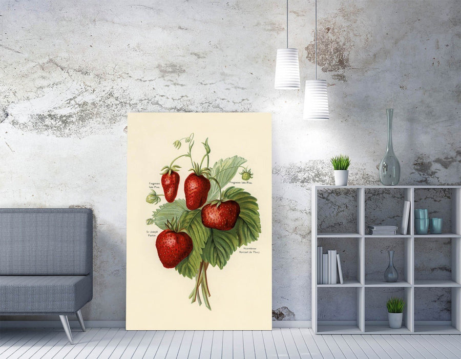 Canvas Wall Art - Vintage Strawberry Illustration Print on Archival Grade Canvas
