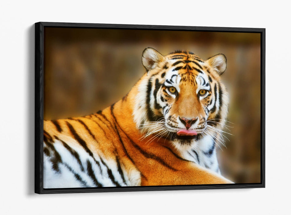 Funny Tiger Canvas Art - Tongue Out Tiger Print | Premium Float Effect Canvas Wall Art
