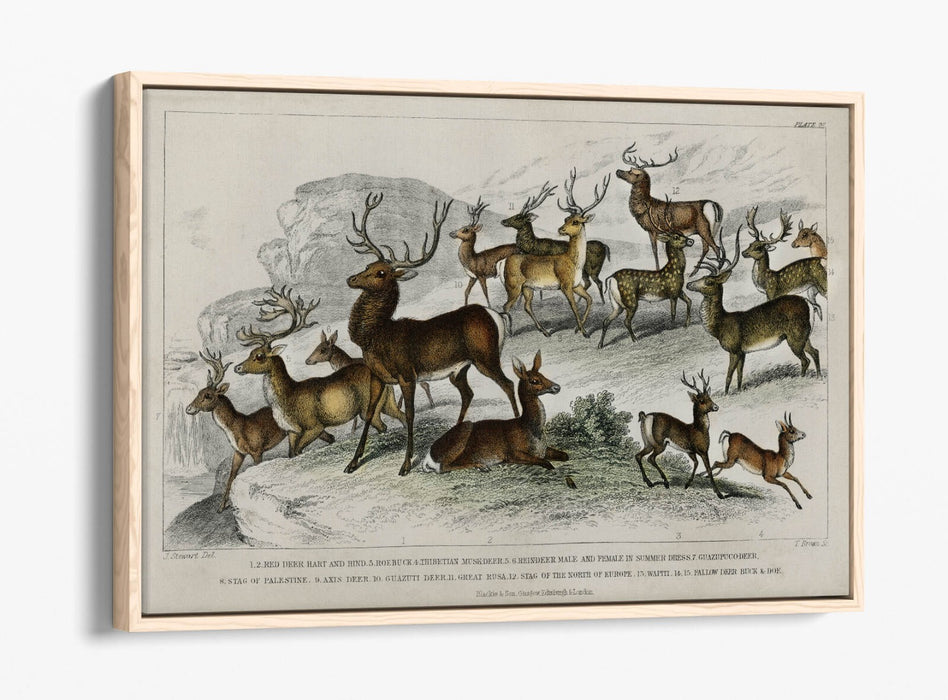 Canvas Wall Art – Handmade UK Deer Print with Float Effect & Premium Frame