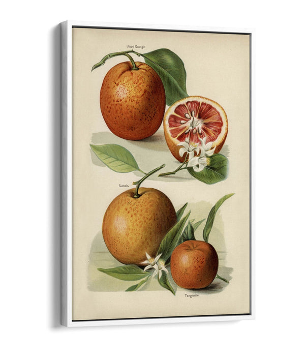 Canvas Wall Art Print – Vintage Orange Illustration With Float Effect Frame