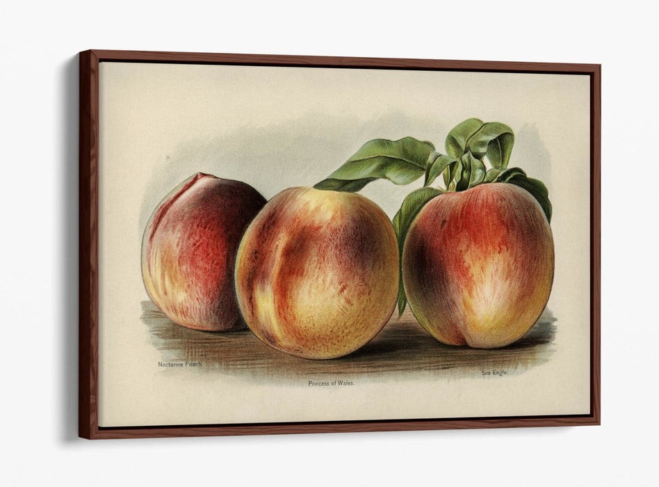 Canvas Wall Art - Vintage Peach Illustration | Float Effect Canvas Print, Ready To Hang