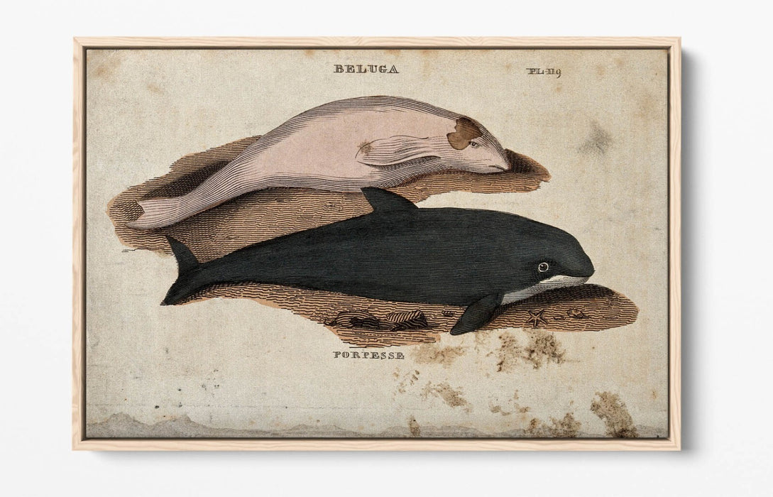 Beluga Whale Canvas Art - Float Effect Marine Animal Decor On Deep Frame