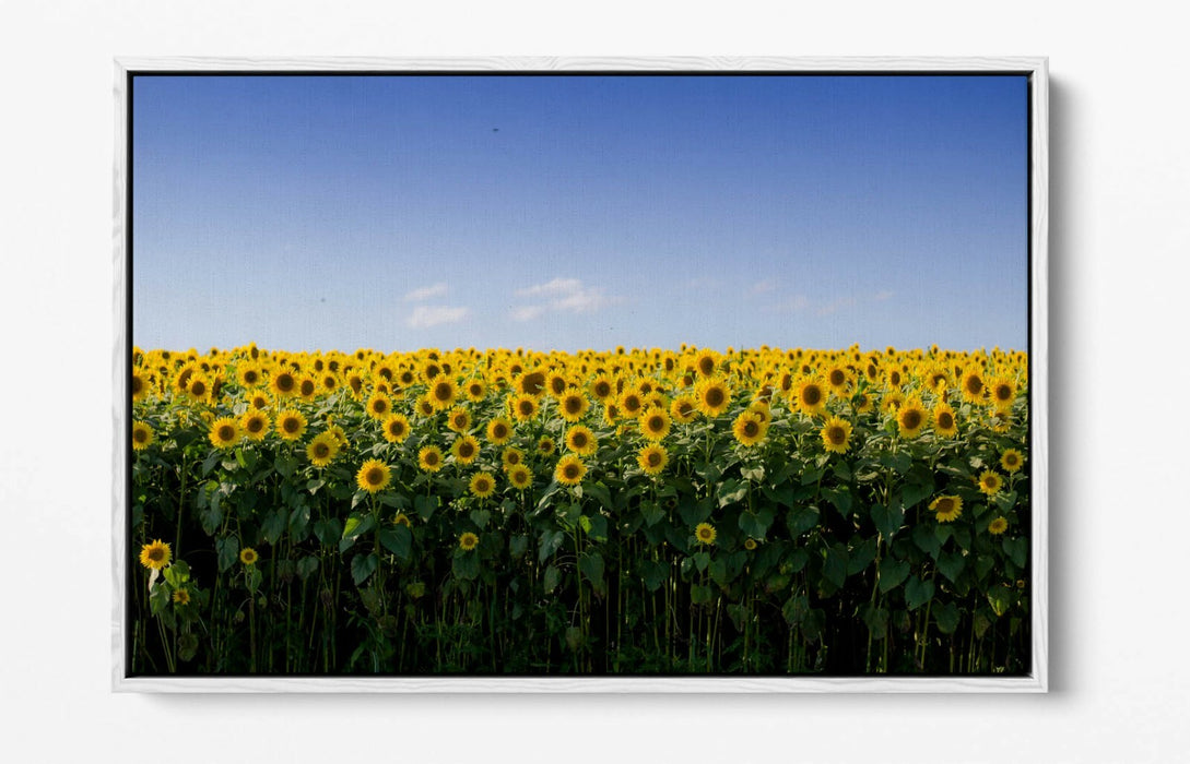 SUNFLOWER FIELD PHOTOGRAPHY -FLOAT EFFECT CANVAS WALL ART PIC PRINT