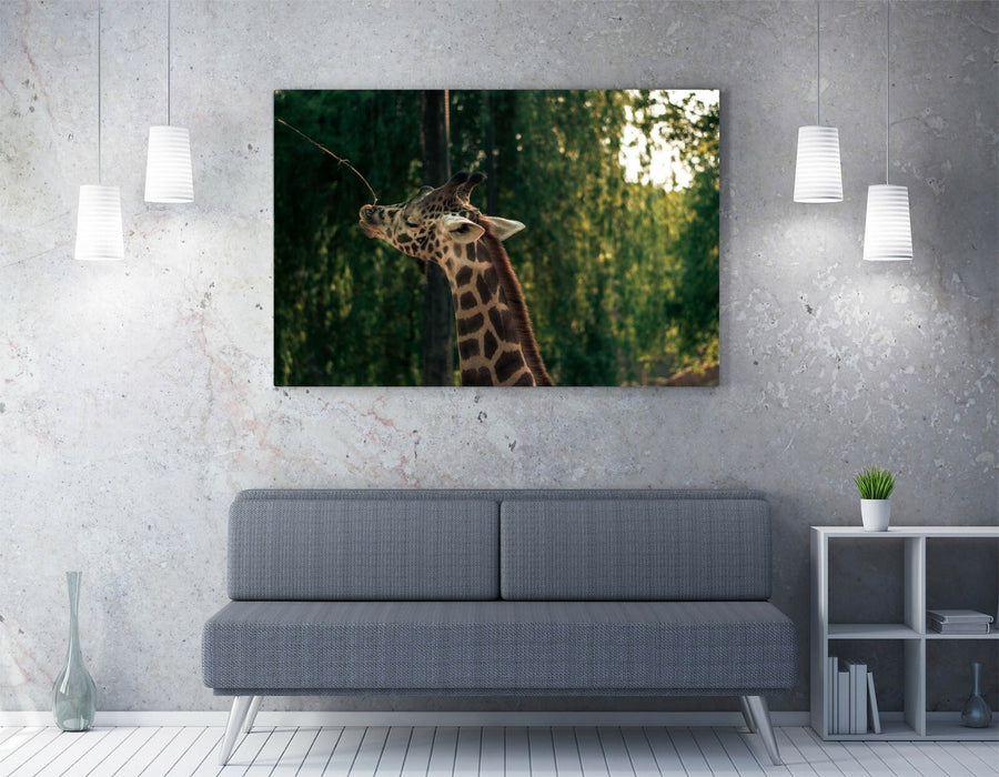 GIRAFFE PHOTOGRAPHY -CANVAS WALL ART PRINT ARTWORK ANIMAL FRAMED- ANIMAL PHOTO