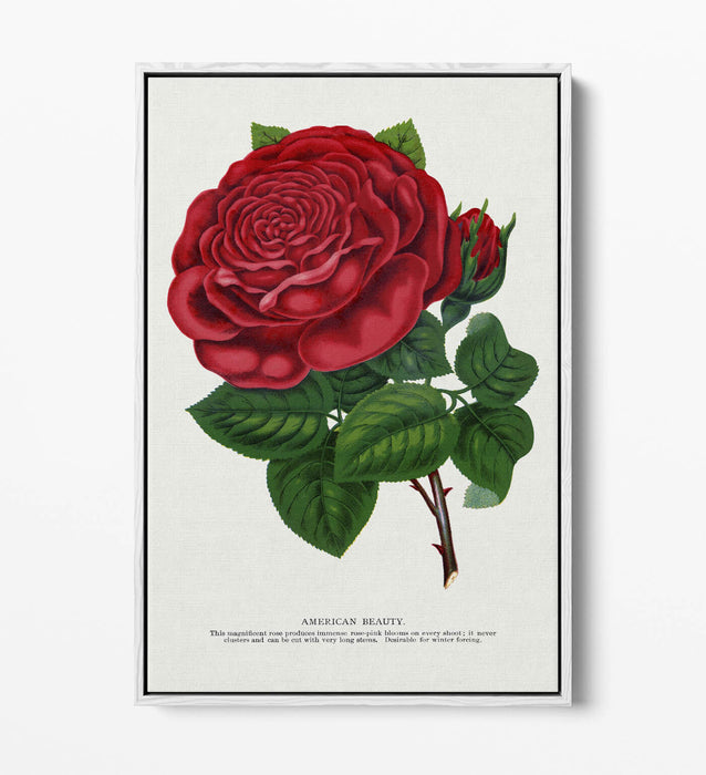 Red Rose Canvas Art – American Beauty Print on Float Effect Canvas Wall Art