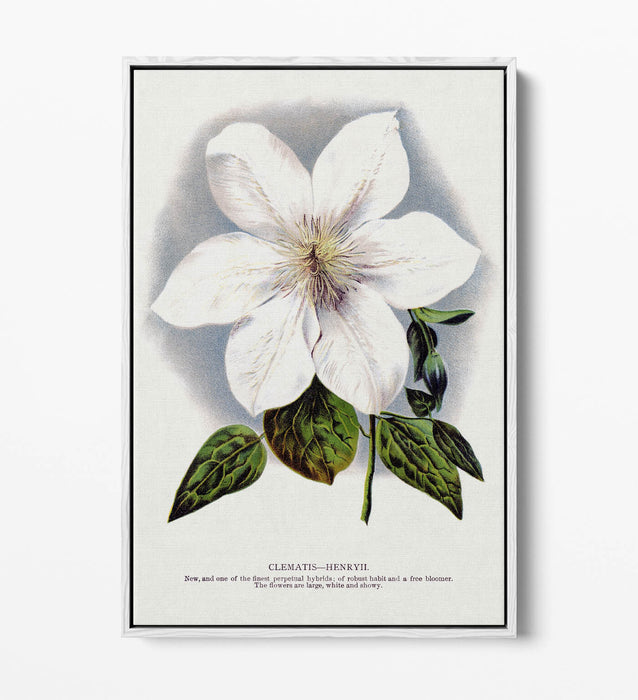 Clematis Canvas Art - Float Effect Canvas Wall Art Print With 30mm Deep Frame
