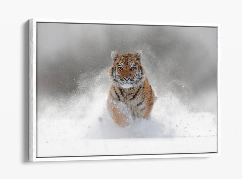 Tiger Canvas Wall Art – Running Tiger Artwork with Premium Float Frame | Handmade UK