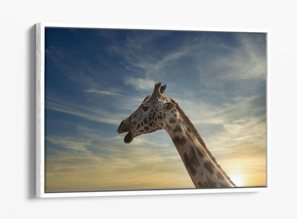 GIRAFFE IN THE CLOUDS -FLOAT EFFECT CANVAS WALL ART PIC PRINT- ANIMAL PHOTOGRAPH