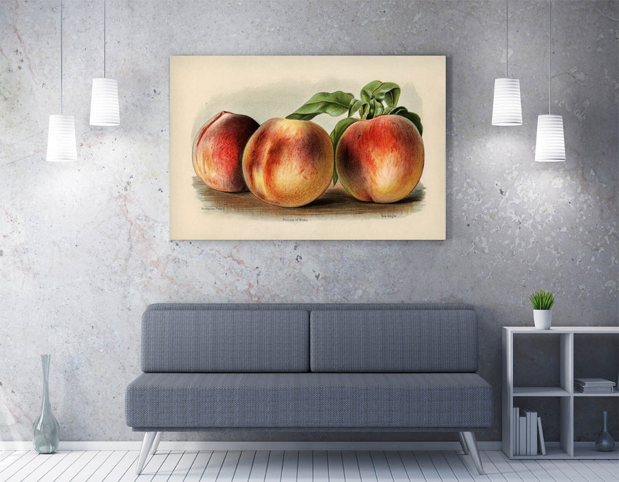 Canvas Wall Art - Vintage Peach Illustration | Handmade UK Artwork Print
