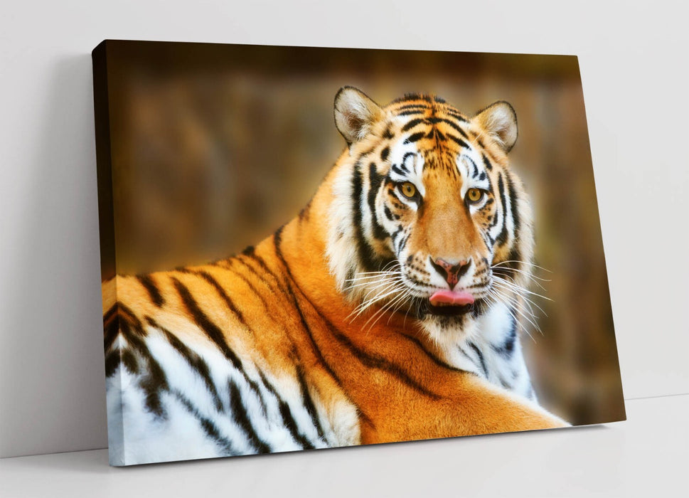 Tiger Canvas Art - Funny Tongue Out Tiger Print | Cute Wildlife Wall Decor