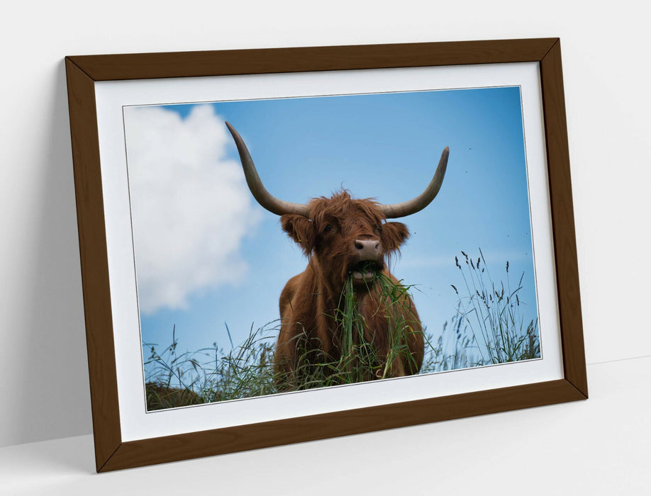 HIGHLAND COW BLUE SKY -WALL ART FRAMED POSTER PICTURE PRINT- ANIMAL PHOTO