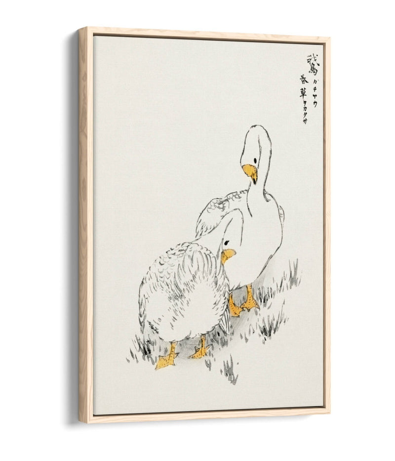 Canvas Wall Art Print – Duck And Young Grass On Float Effect Canvas Frame