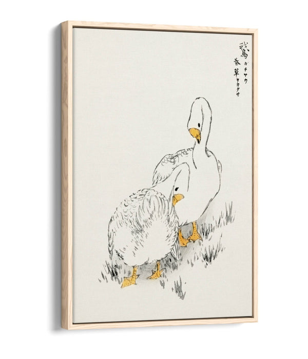 Canvas Wall Art Print – Duck And Young Grass On Float Effect Canvas Frame
