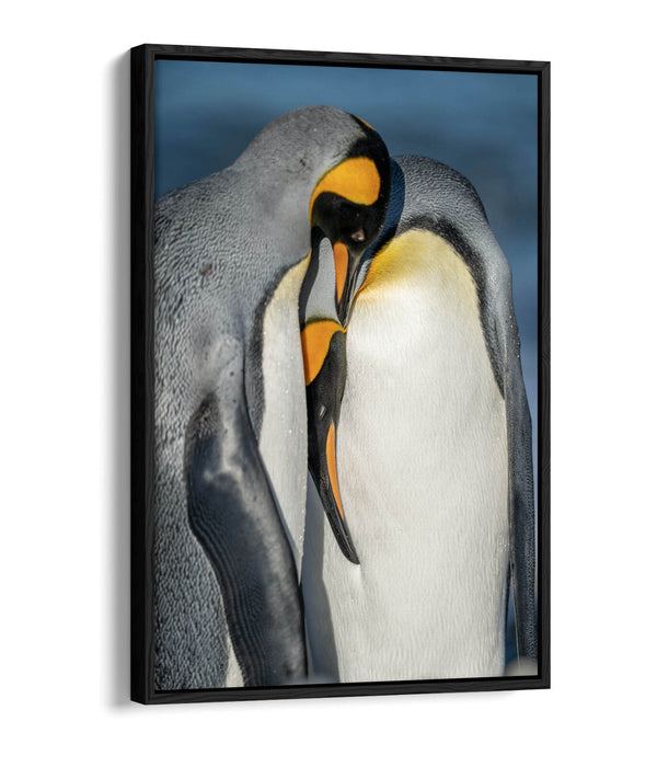 Penguin Couple Canvas - Cute Animal Artwork | Float Effect Canvas Wall Art Print