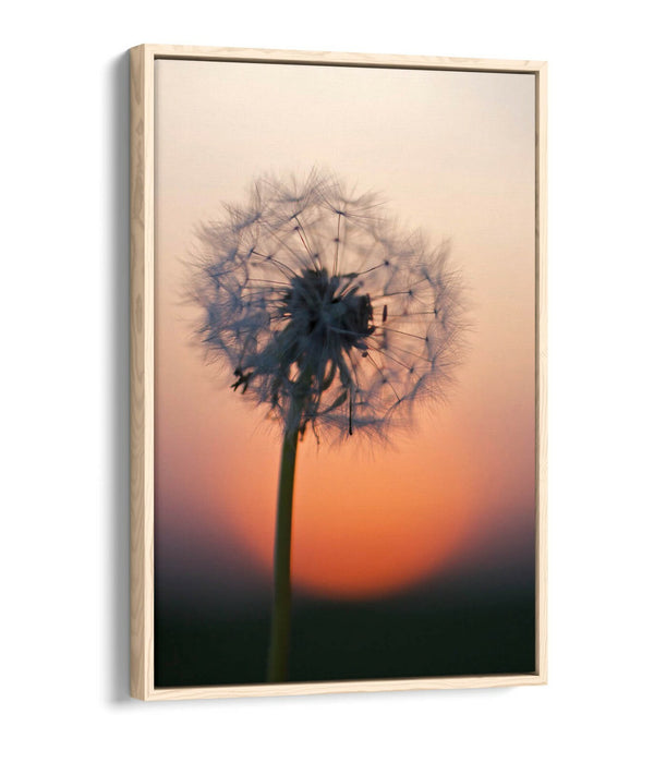DANDELION PORTRAIT -FLOAT EFFECT CANVAS WALL ART PIC PRINT- GREY BLACK
