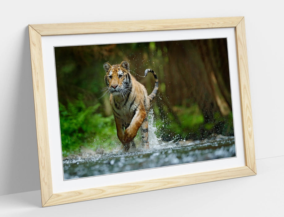 Tiger Running Wall Art – Framed Wildlife Photography Poster Print With Woodgrain Frame