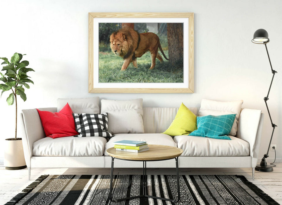 LION ON THE PROWL -WALL ART FRAMED POSTER PICTURE PRINT- ANIMAL PHOTOGRAPHY