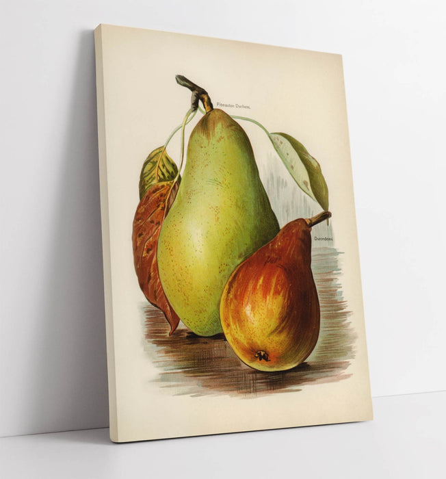 Canvas Wall Art - John Wright Vintage Illustration Pears | Handmade UK Artwork