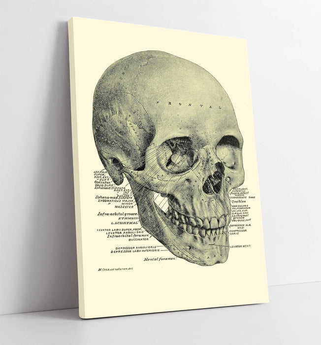 Human Skull Canvas - Vintage Labelled Skull Print | Premium Handmade Wall Art
