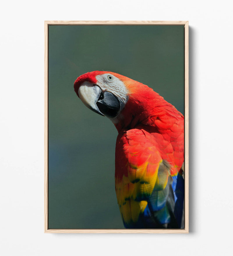 Parrot Canvas Art - Multi Color Wall Art With Float Effect Canvas & MDF Frame