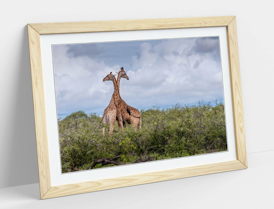 GIRAFFES IN LOVE -ART FRAMED POSTER PICTURE PRINT- WILDLIFE PHOTOGRAPHY