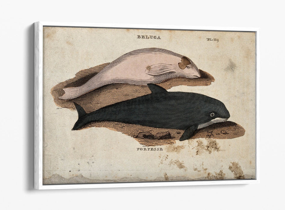 Beluga Whale Canvas Art - Float Effect Marine Animal Decor On Deep Frame