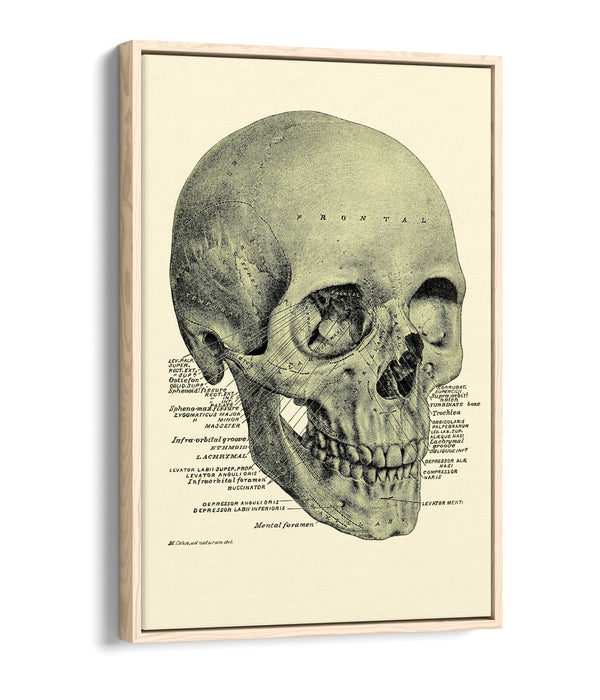 Vintage Skull Canvas - Labelled Skull Print On Handmade Canvas Art With Float Effect Frame