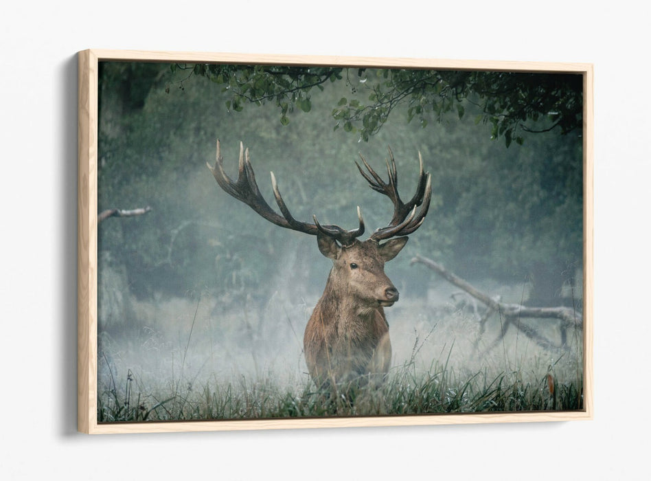 MAJESTIC STAG -FLOAT EFFECT CANVAS WALL ART PIC PRINT- ANIMAL PHOTO