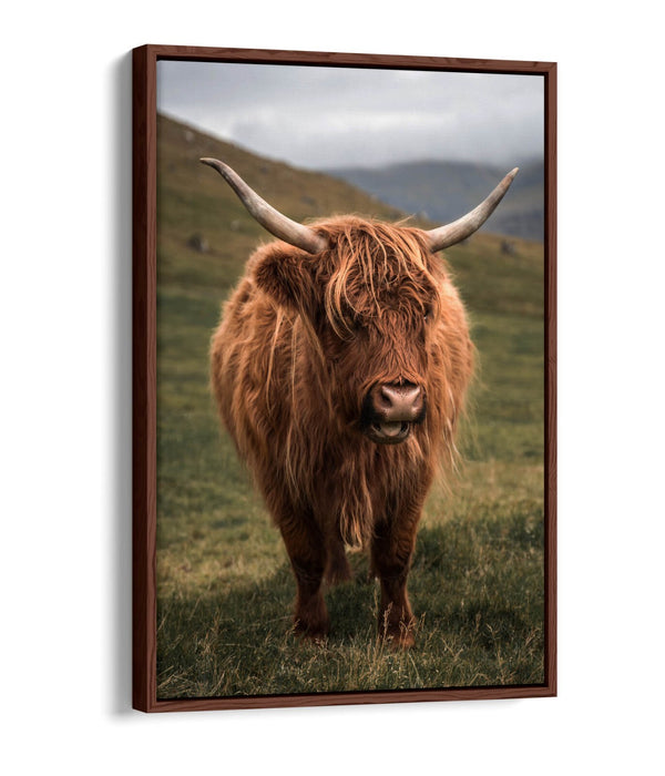Canvas Wall Art - Highland Cow Print With Floating Canvas Frame | UK Made Home Decor
